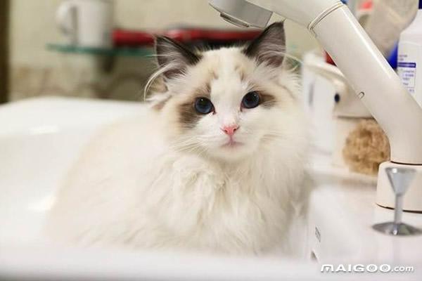 世界十大最萌的宠物猫 最萌的猫咪盘点