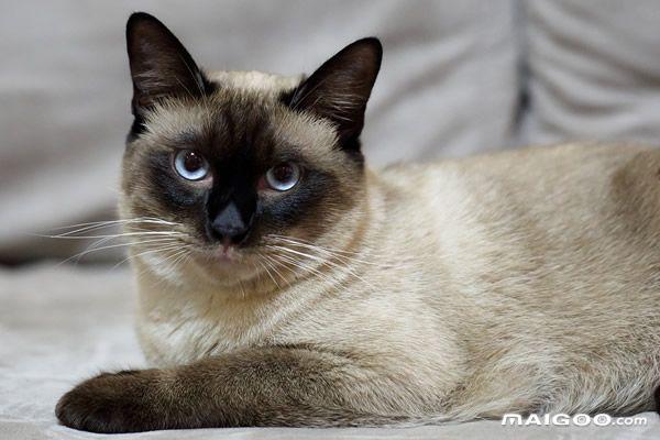 世界十大最萌的宠物猫 最萌的猫咪盘点