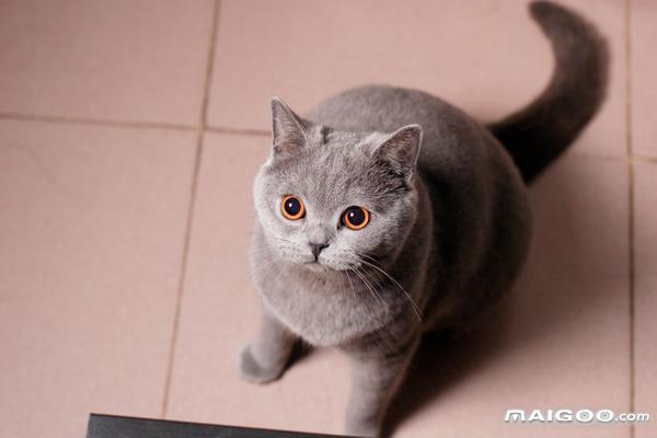 世界十大最萌的宠物猫 最萌的猫咪盘点