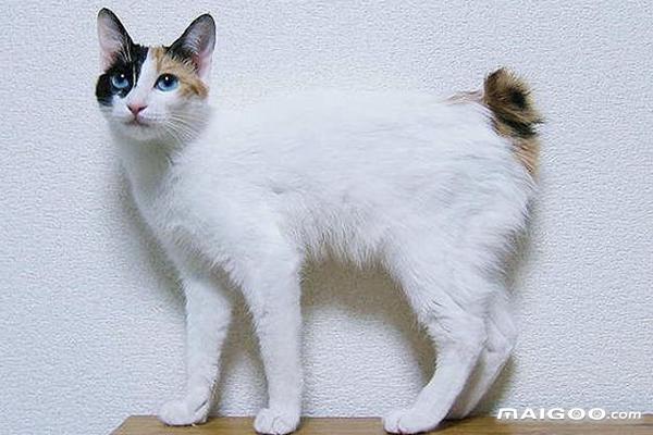 世界十大最萌的宠物猫 最萌的猫咪盘点