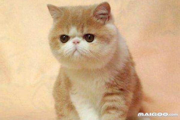 世界十大最萌的宠物猫 最萌的猫咪盘点