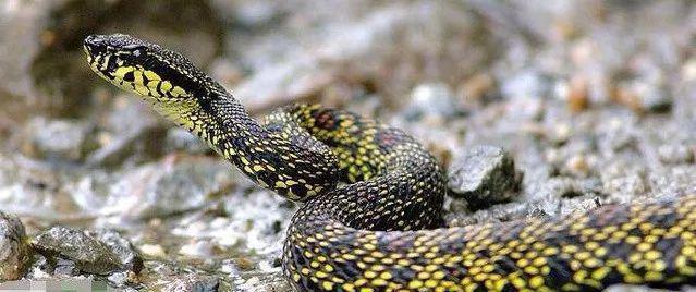 中华五大最剧毒蛇, 五步蛇竟还排不上前三(图)