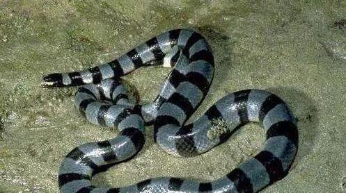 中华五大最剧毒蛇, 五步蛇竟还排不上前三(图)