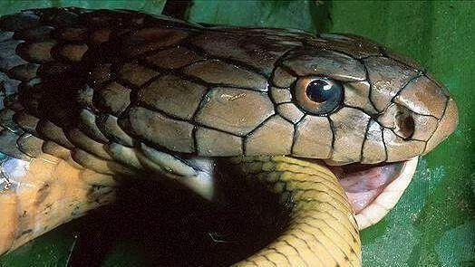 中华五大最剧毒蛇, 五步蛇竟还排不上前三(图)