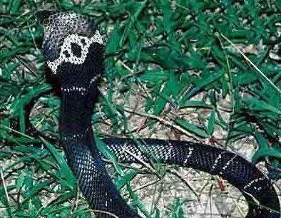 中华五大最剧毒蛇, 五步蛇竟还排不上前三(图)