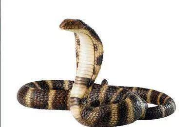 中华五大最剧毒蛇, 五步蛇竟还排不上前三(图)