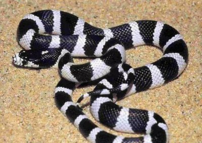 ​中华五大最剧毒蛇, 五步蛇竟还排不上前三(图)