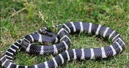中华五大最剧毒蛇, 五步蛇竟还排不上前三(图)