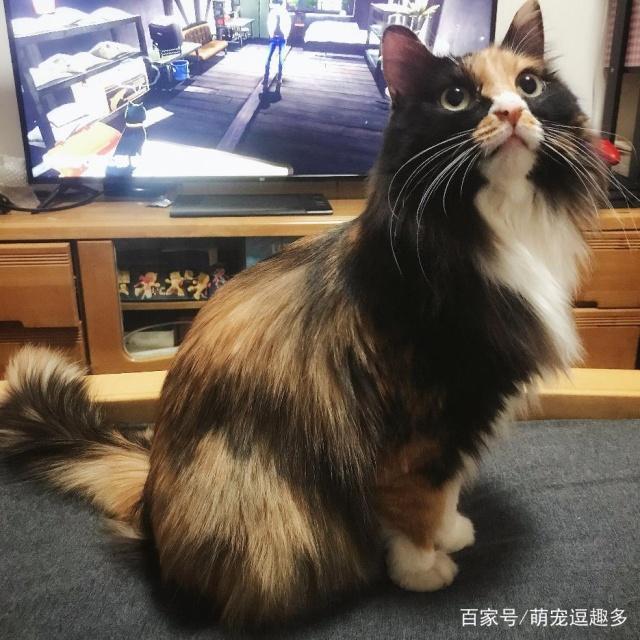 丑萌界的玳瑁猫，有没有惊为天人的美这是我看过最漂亮玳瑁！