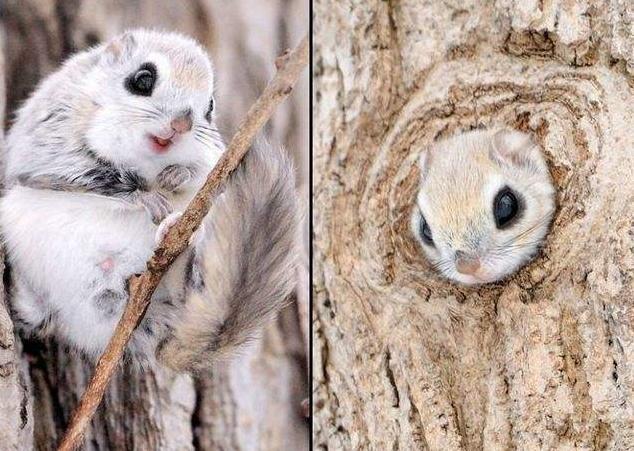 宠物中的 “暴毙王”,心情不好就死给你看!