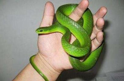 宠物中的 “暴毙王”,心情不好就死给你看!