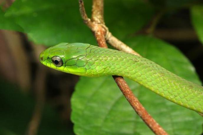 宠物中的 “暴毙王”,心情不好就死给你看!