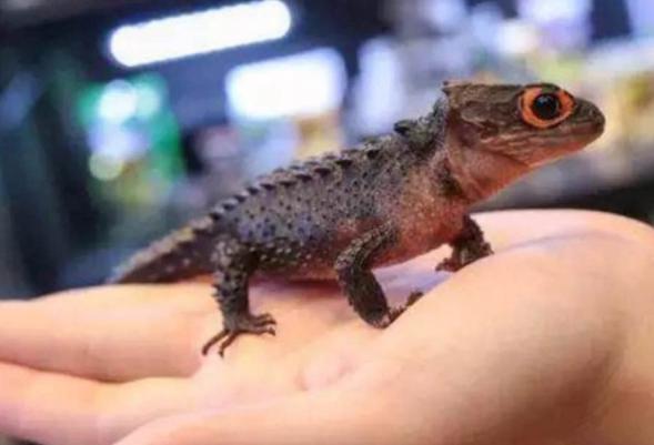 宠物中的 “暴毙王”,心情不好就死给你看!