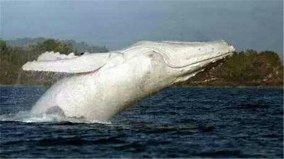​世界唯一的白色座头鲸，任何人不能接近，违者罚8万