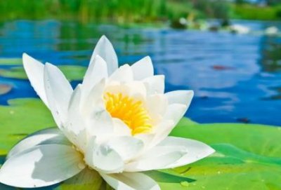 ​趣知识：二氯异氰尿酸钠消毒粉可以洗衣服吗？消毒粉可以洗衣服吗？