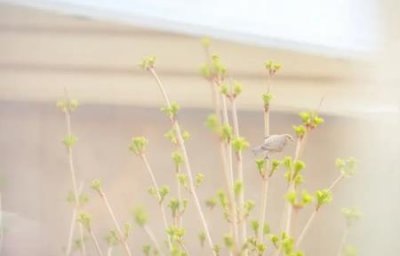 ​趣知识：软桃子和硬桃子桃子能做什么