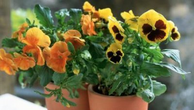 ​趣知识：一次性口罩可以带上飞机吗？飞机上要带口罩吗？