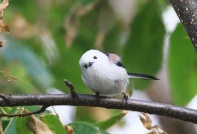 ​三趾翠鸟：一种体型极小的多彩翠鸟体长仅14厘米