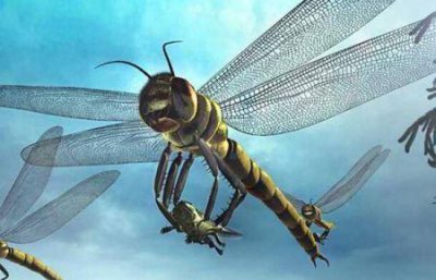 ​地球上最小的蜻蜓 末龄的侏红小蜻只