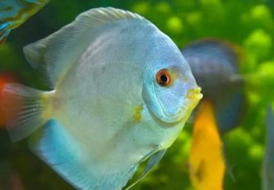 ​丁香油钓鱼丁香油钓鱼骗局