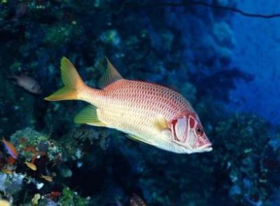 ​新西兰兄弟发现巨型鱿鱼 海滩上冲上