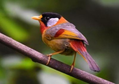 ​自然界神奇动物在哪里三道鳞是具有独特鳞片的鱼类分布范围很广是淡水鱼类