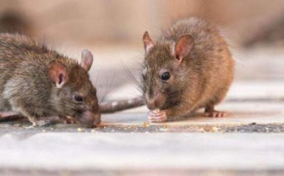 ​哪些仓鼠比较温顺好养这五种仓鼠适合新手去养