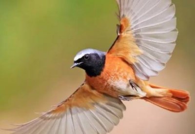 ​知更鸟：胸前长有标志性红斑遍布亚欧非的各个角落