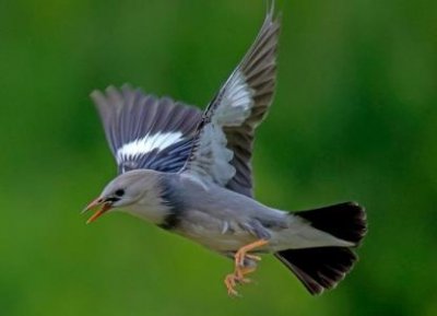 ​天上九头鸟之谜：湖北人九头鸟的来历源于山海经