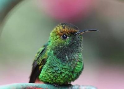 ​赤红裂籽雀：生活在广阔非洲大地的鸟类外形可爱