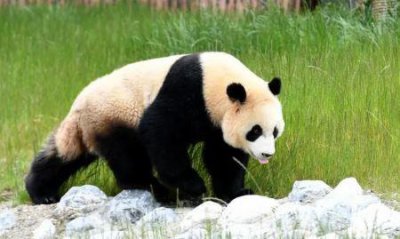 ​紫灰锦蛇是典型的无毒蛇外观比较漂亮温柔可爱