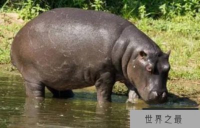 ​世界上嘴巴最大的陆生动物 河马嘴巴比较大(是食草动物)