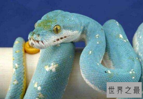 世界上漂亮的又是价值最高的蛇 价值近300万人民币
