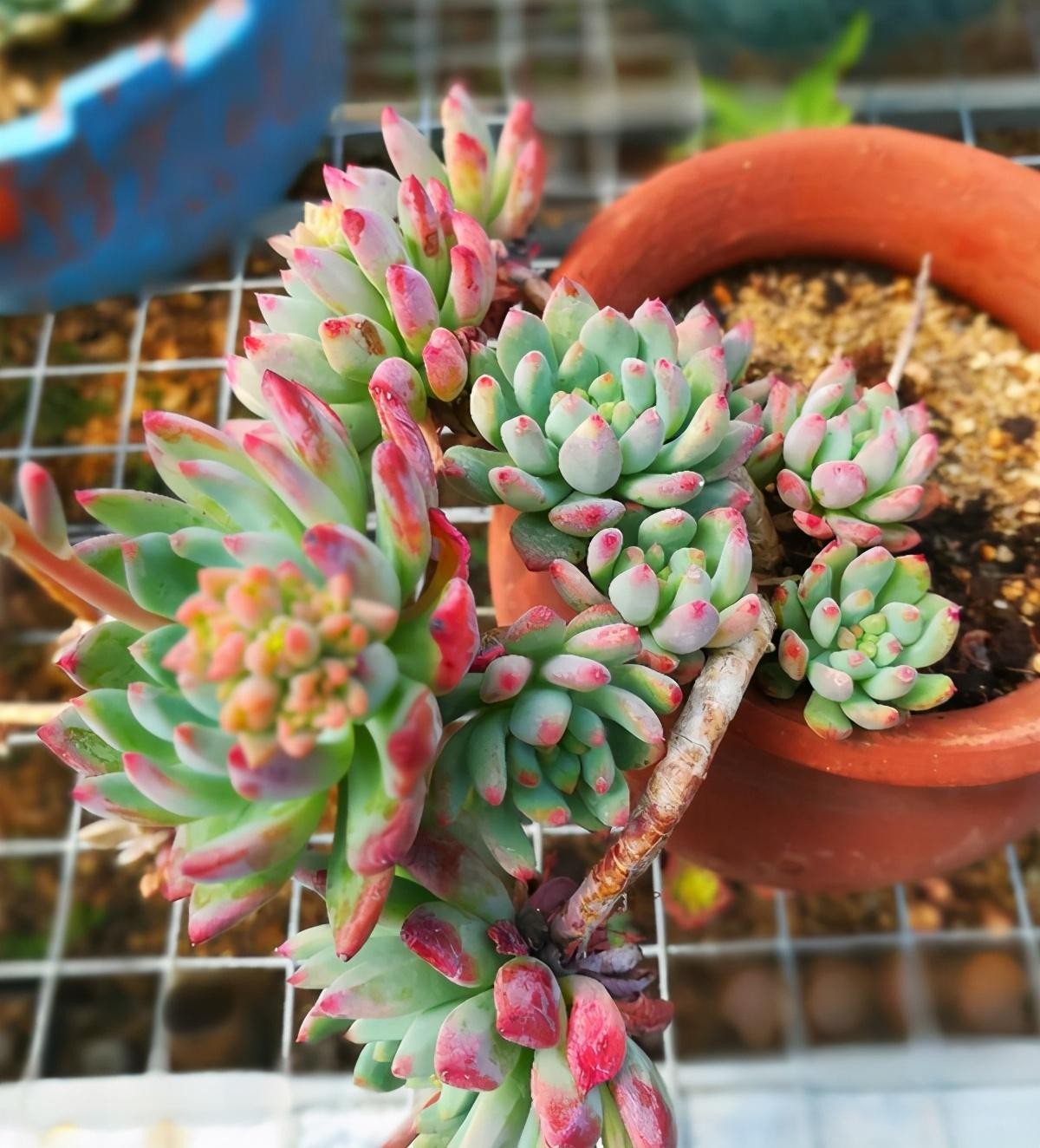 多肉植物的特点(多肉植物的特点介绍)