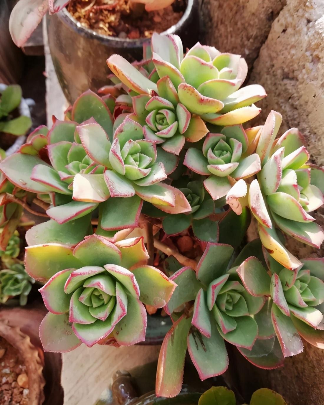 多肉植物的特点(多肉植物的特点介绍)