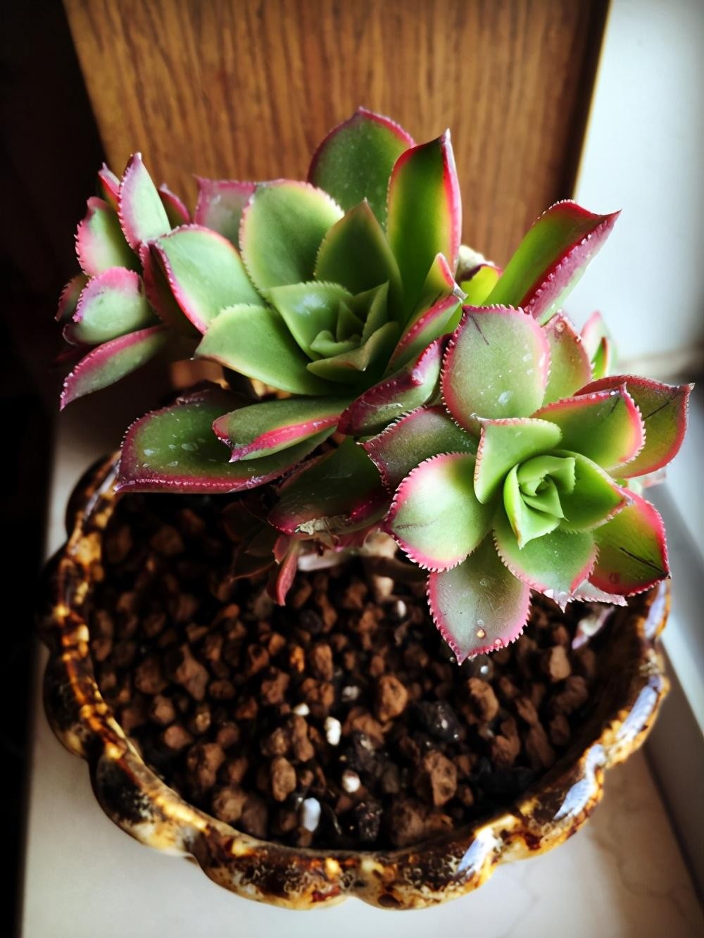 多肉植物的特点(多肉植物的特点介绍)