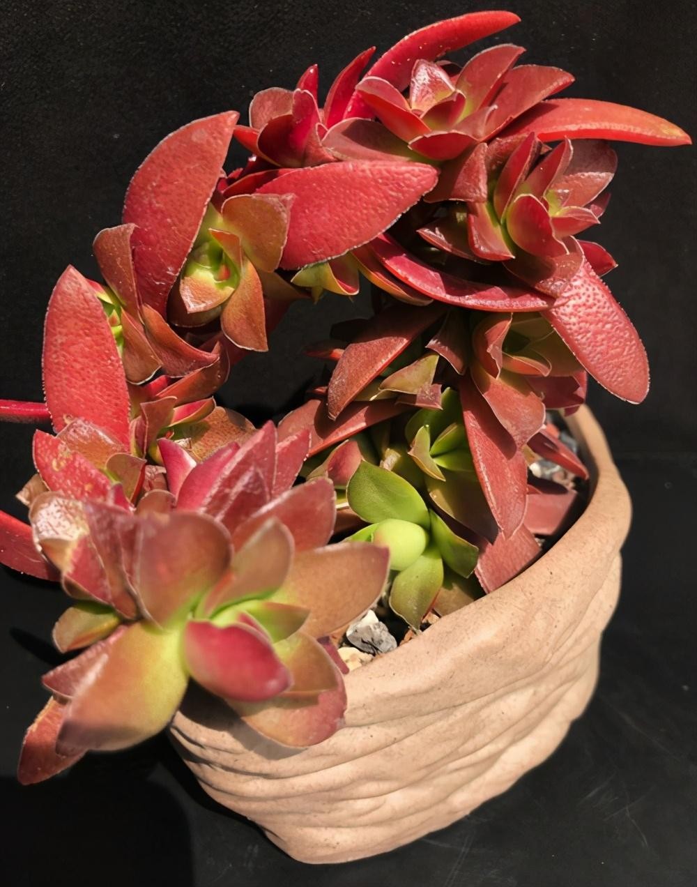 多肉植物的特点(多肉植物的特点介绍)