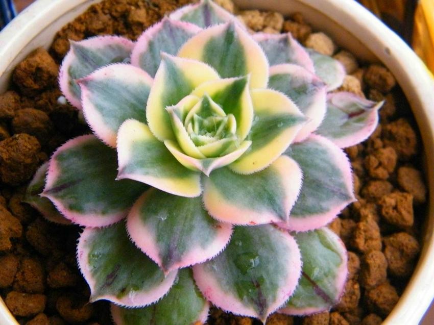 多肉植物的特点(多肉植物的特点介绍)