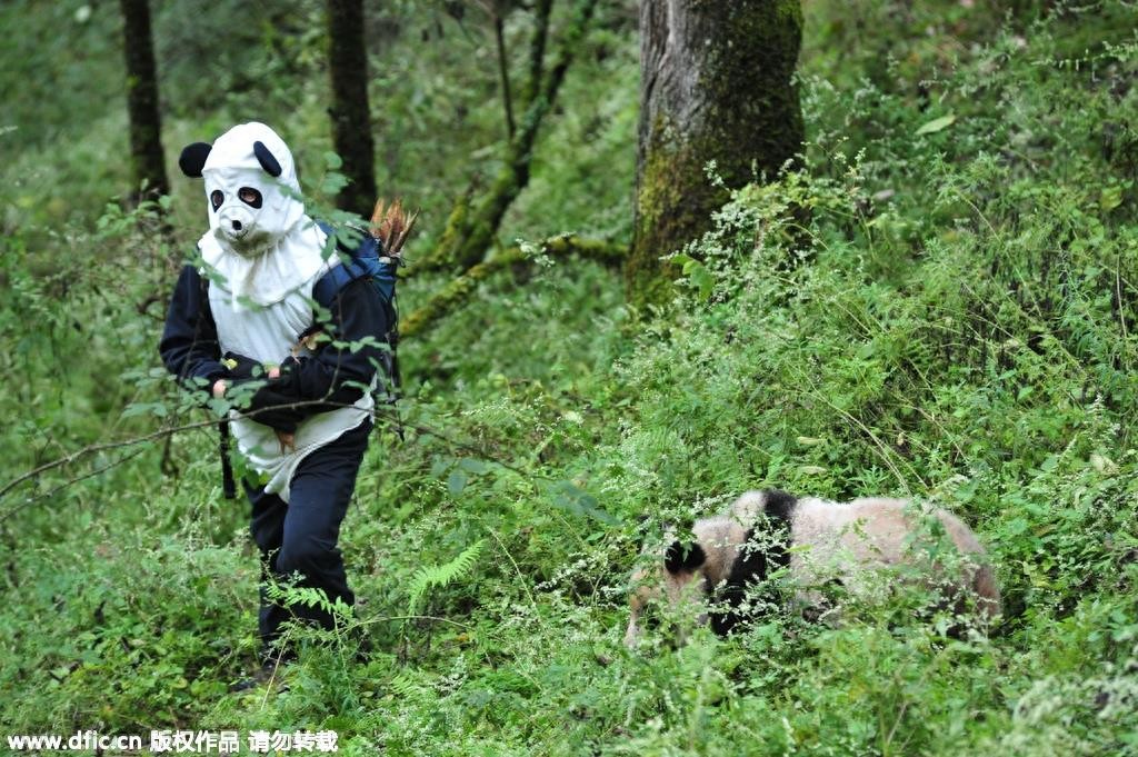 熊猫饲养员薪酬3000 每天挑20斤粪便你愿意做么？