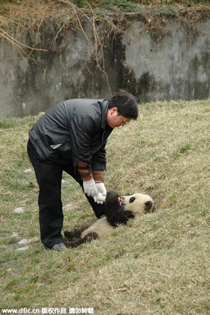 熊猫饲养员薪酬3000 每天挑20斤粪便你愿意做么？