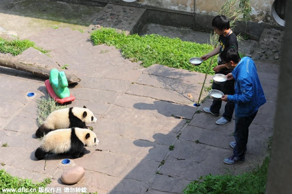 熊猫饲养员薪酬3000 每天挑20斤粪便你愿意做么？