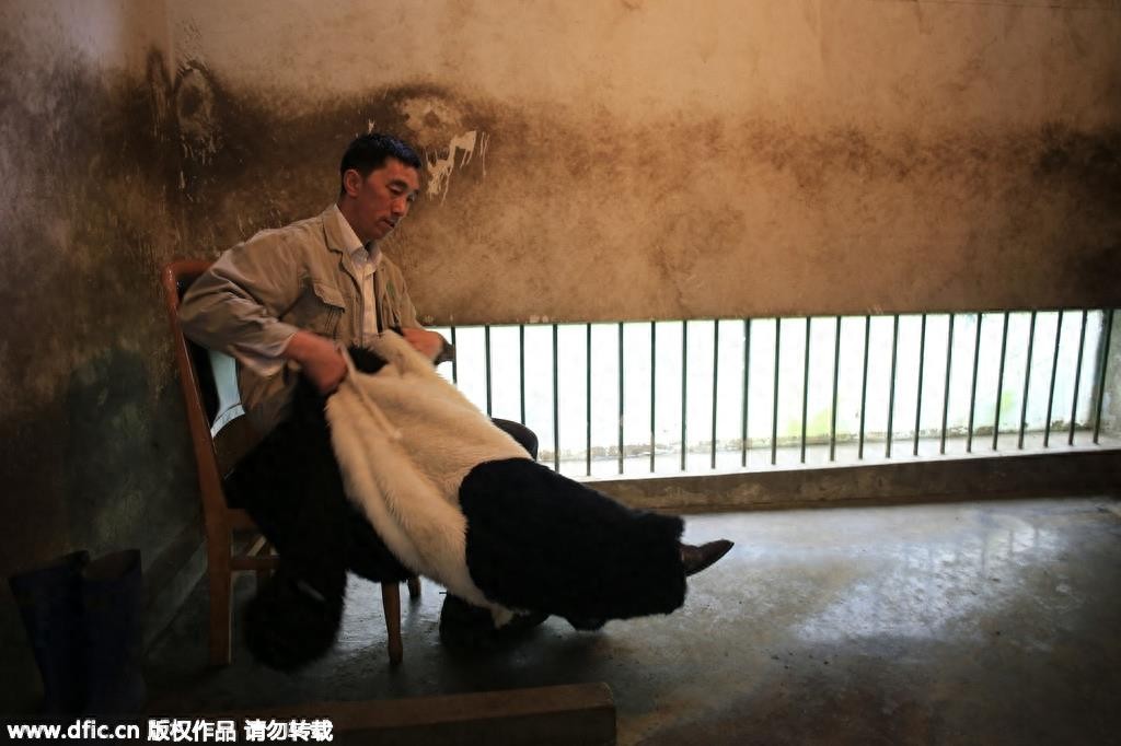 熊猫饲养员薪酬3000 每天挑20斤粪便你愿意做么？