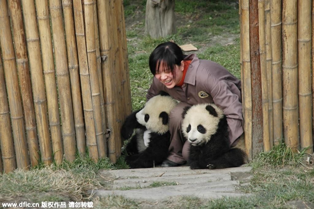 熊猫饲养员薪酬3000 每天挑20斤粪便你愿意做么？