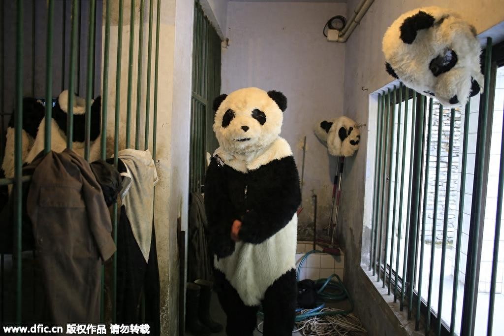 熊猫饲养员薪酬3000 每天挑20斤粪便你愿意做么？
