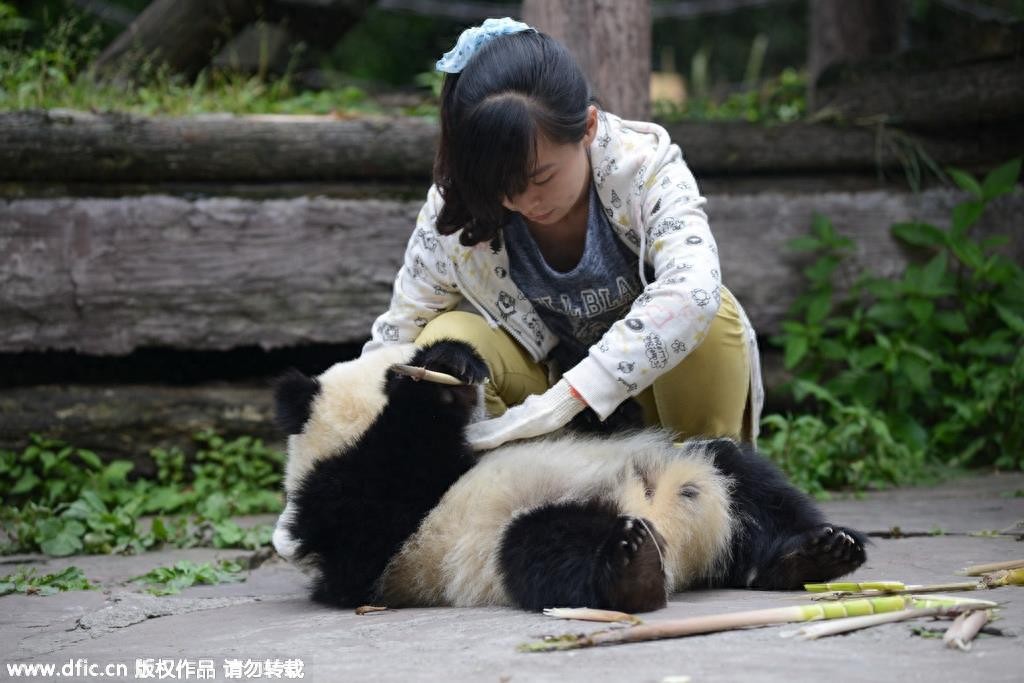 熊猫饲养员薪酬3000 每天挑20斤粪便你愿意做么？