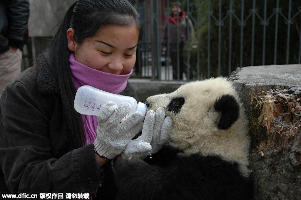 熊猫饲养员薪酬3000 每天挑20斤粪便你愿意做么？