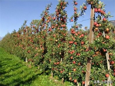 ​国内外苹果树形发展现状及修剪技术