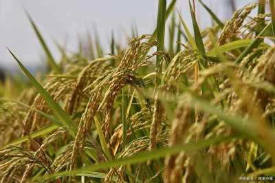 ​袁隆平为人类社会做出了哪些巨大贡献？