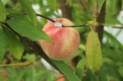 ​云阳这颗姗姗来迟的映霜红桃，值得一尝~