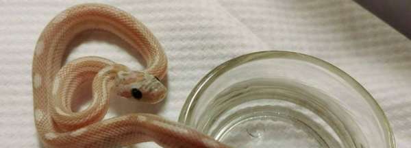 同心协力万事成是什么生肖,同心协力万事成水天相接无界限猜十二生肖图2